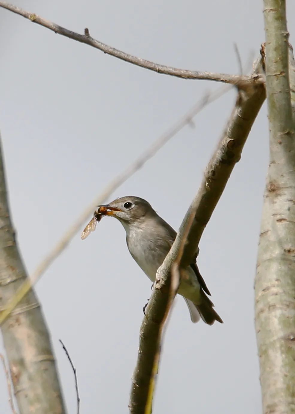 birdWatching