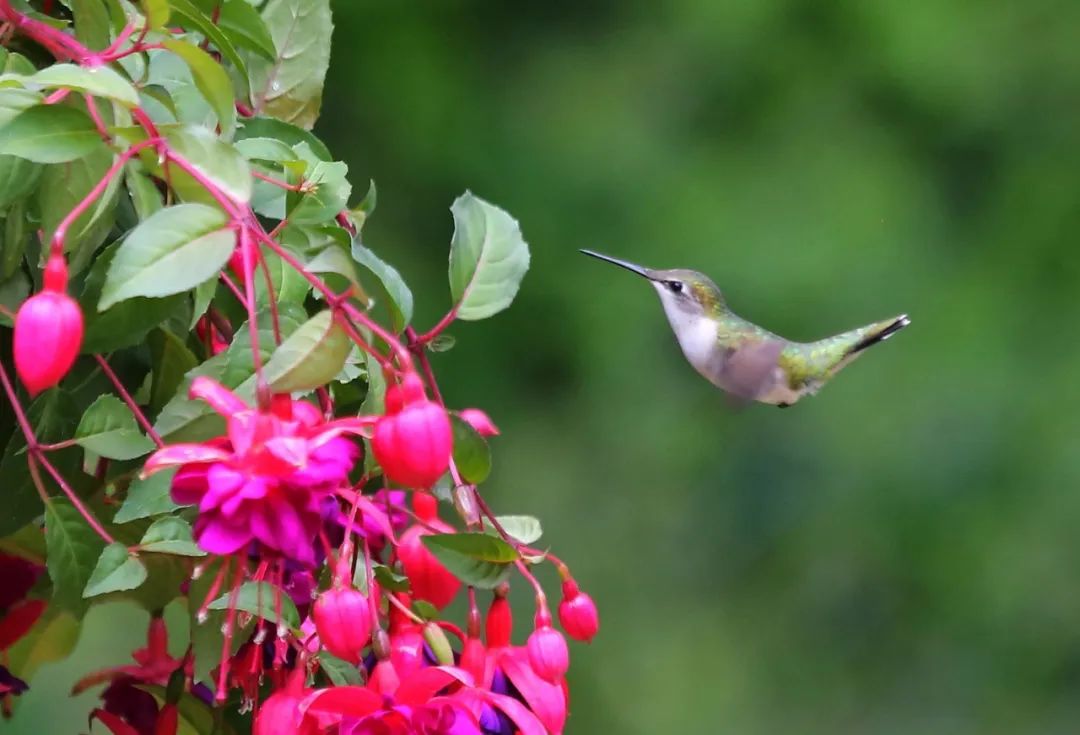 birdWatching