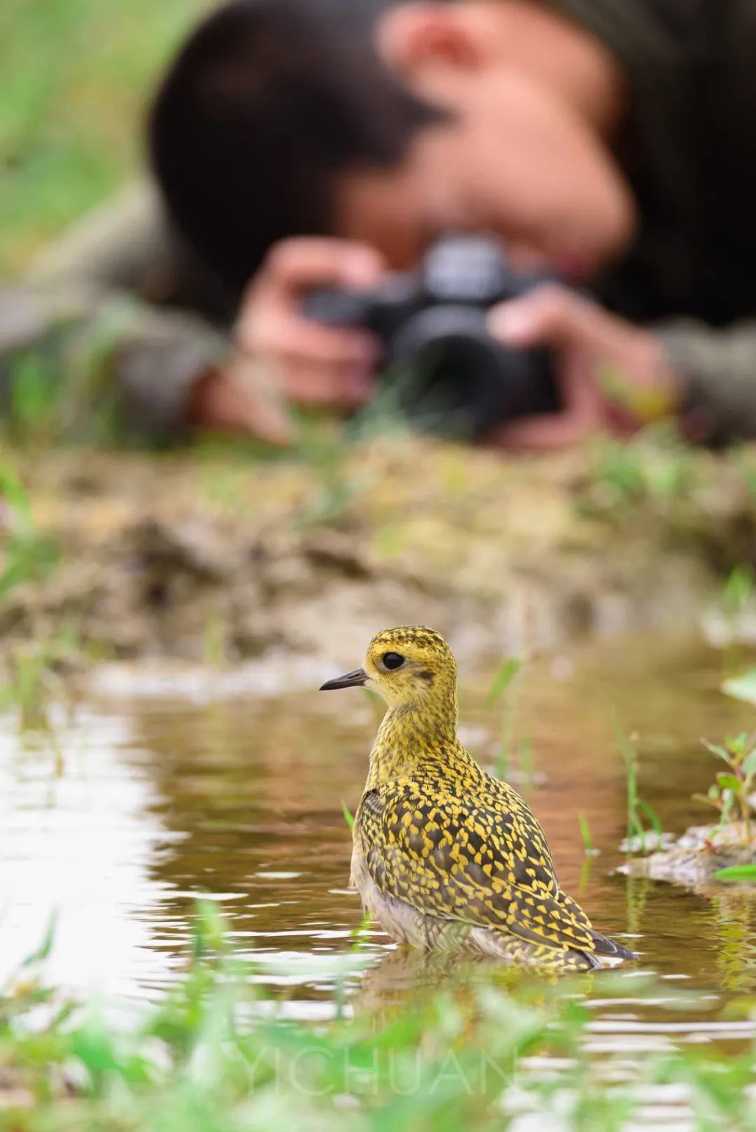 birdWatching