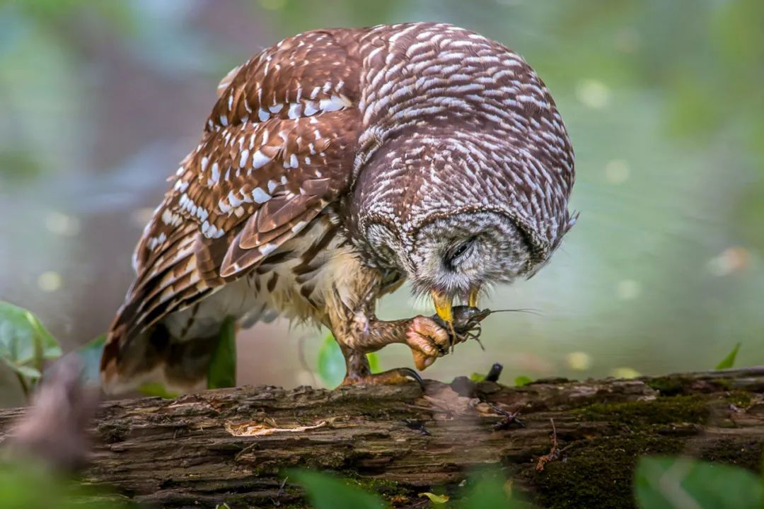 birdWatching