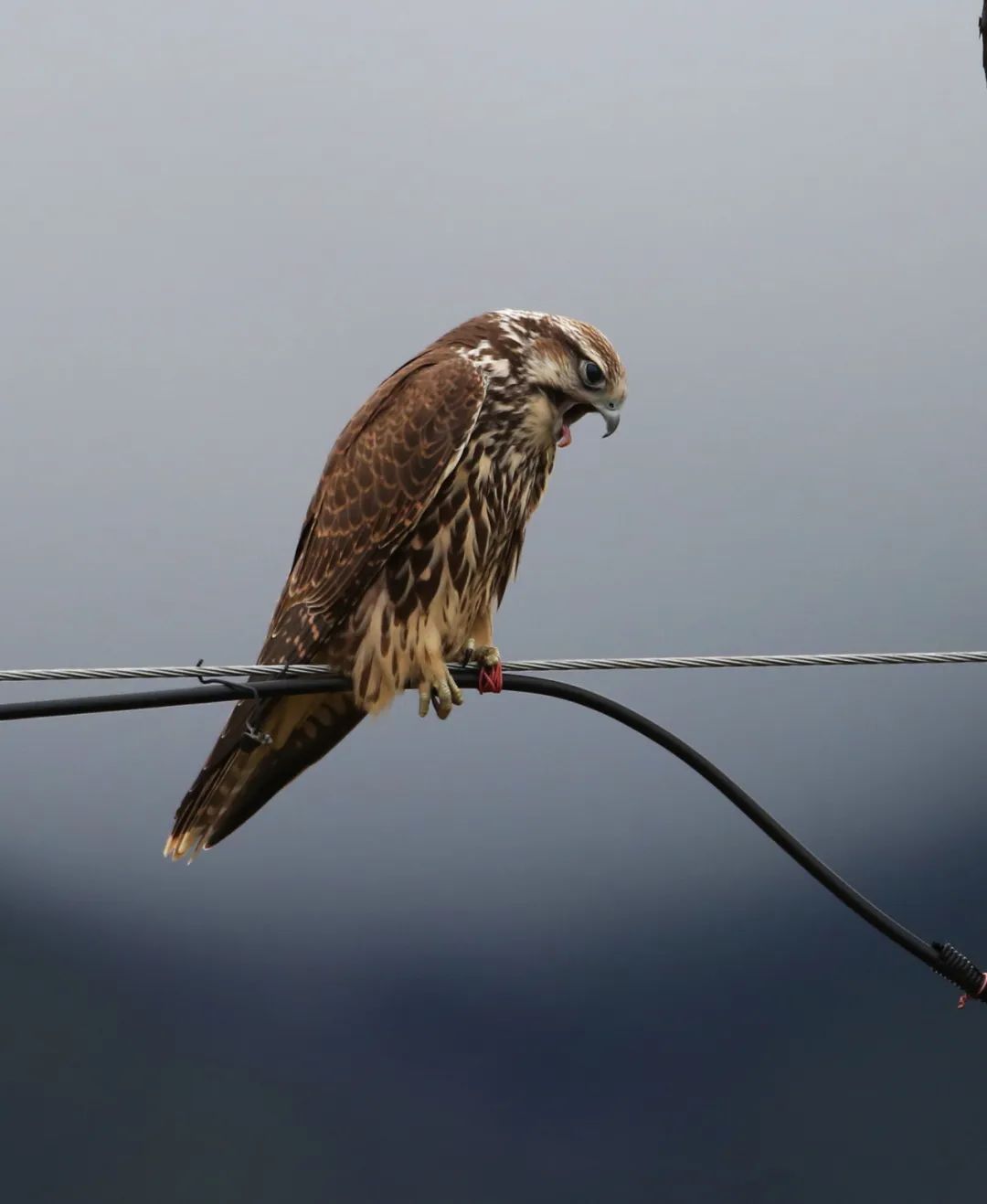 birdWatching