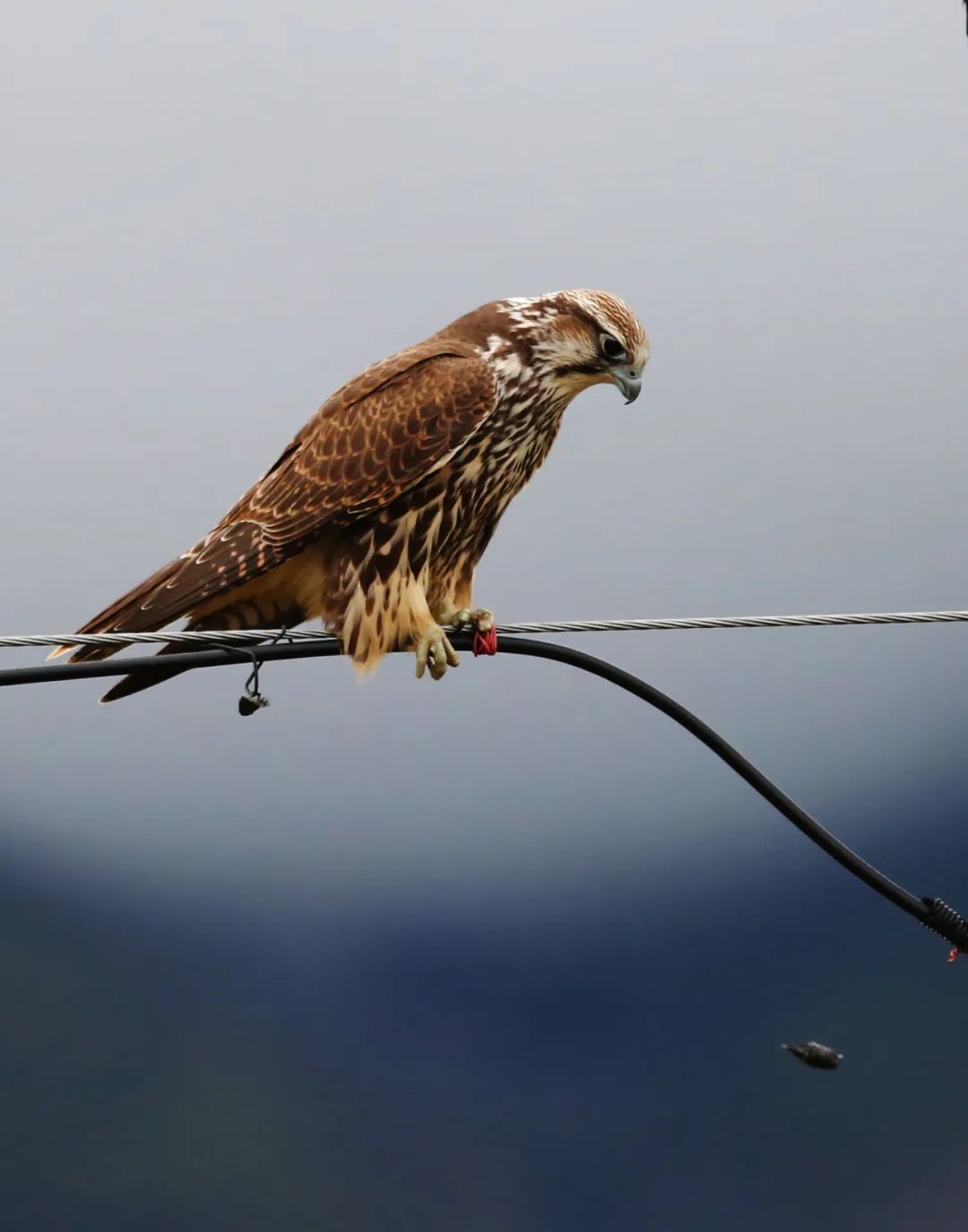 birdWatching