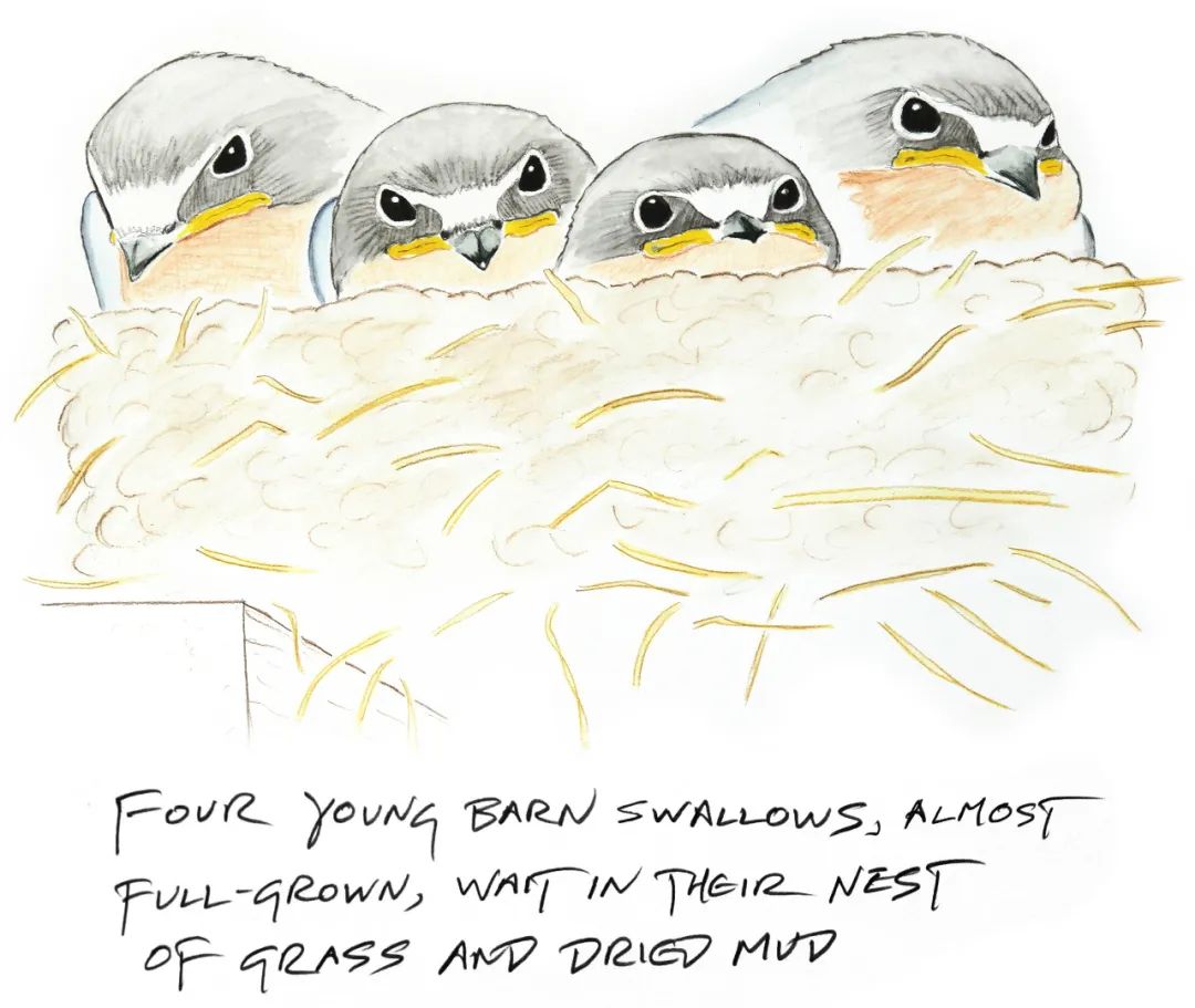 birdWatching