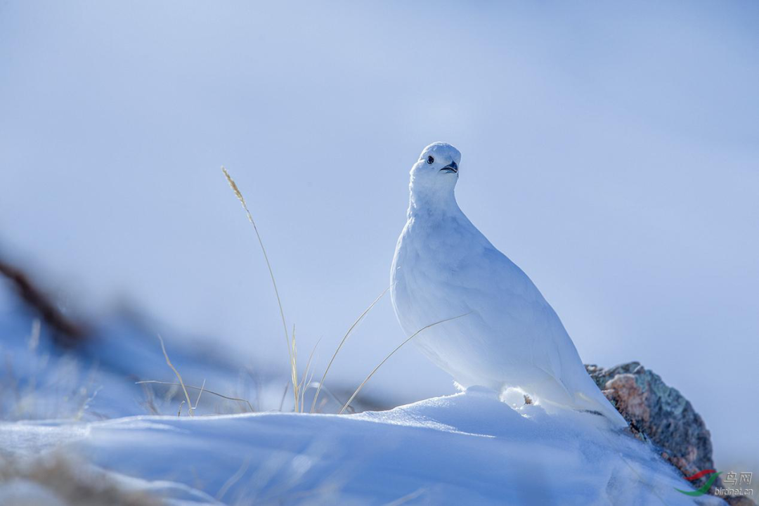 birdWatching