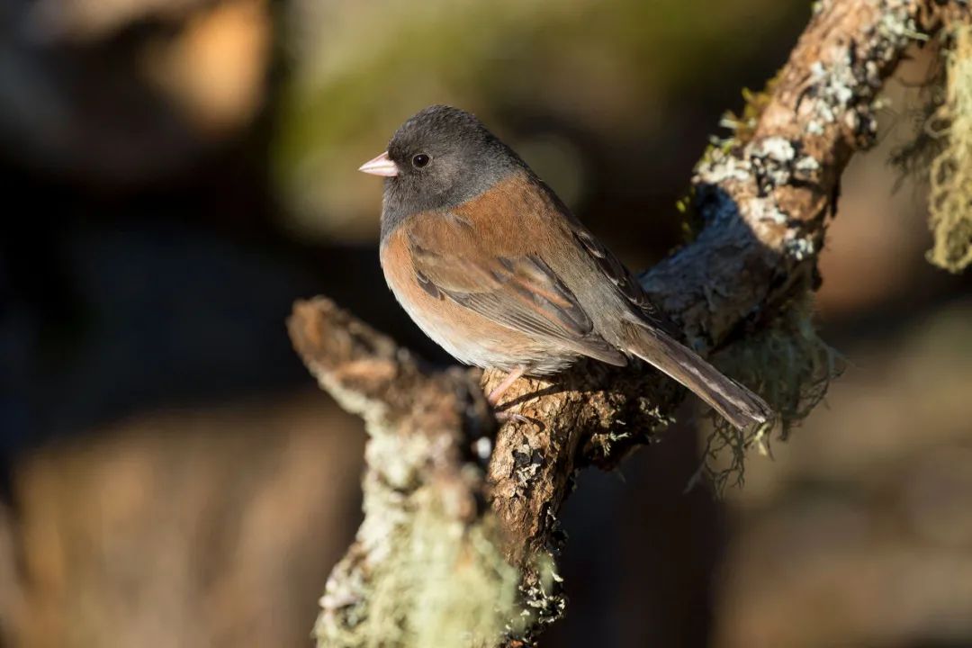 birdWatching