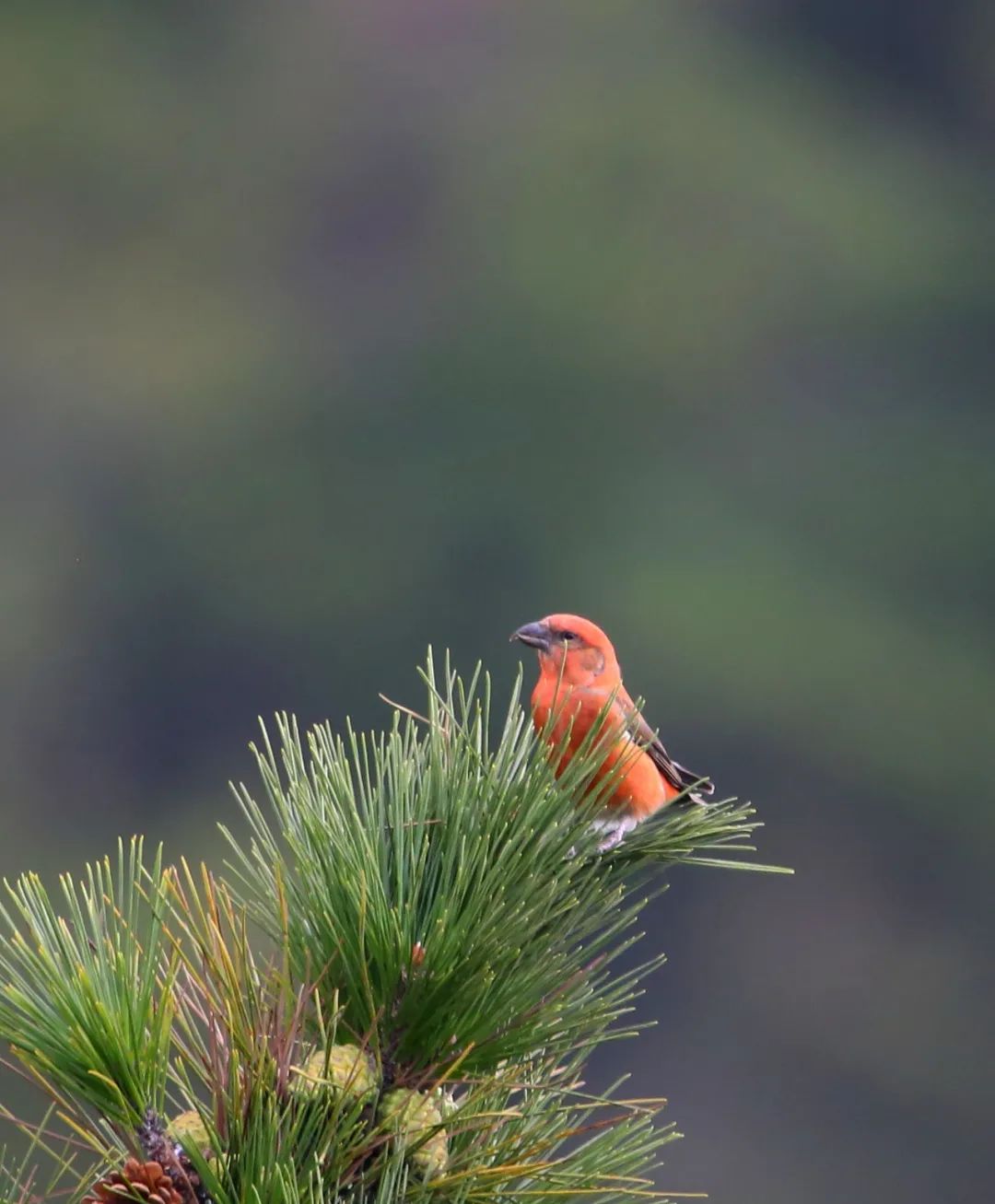 birdWatching