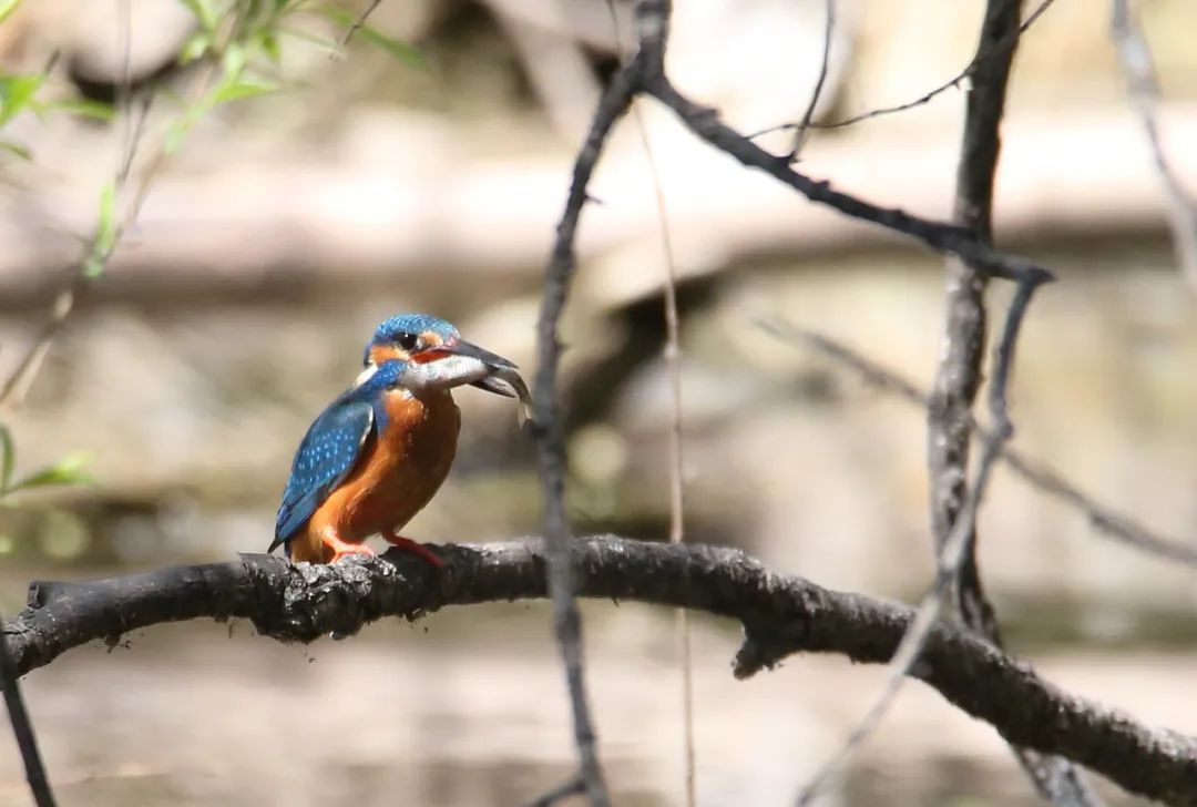 birdWatching