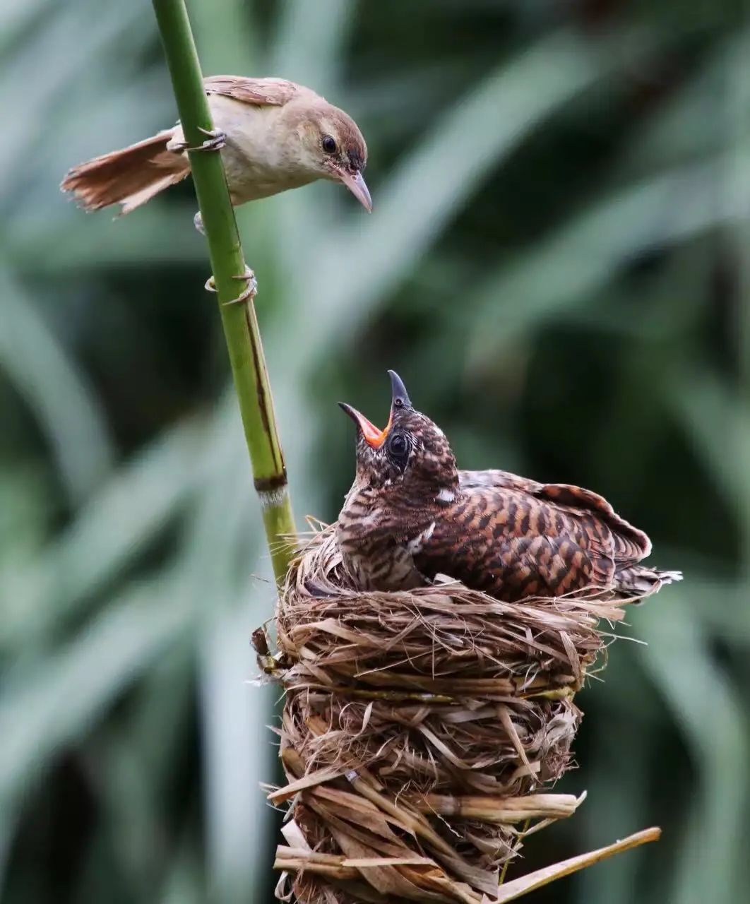 birdWatching