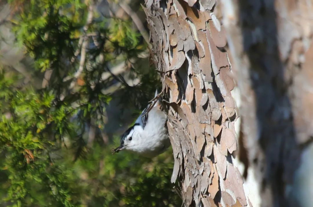birdWatching