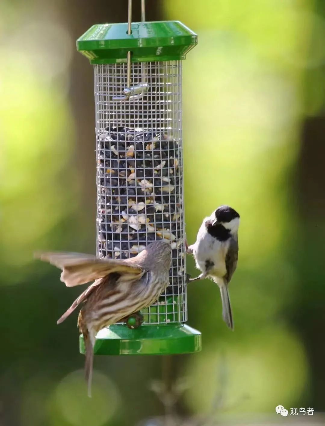 birdWatching