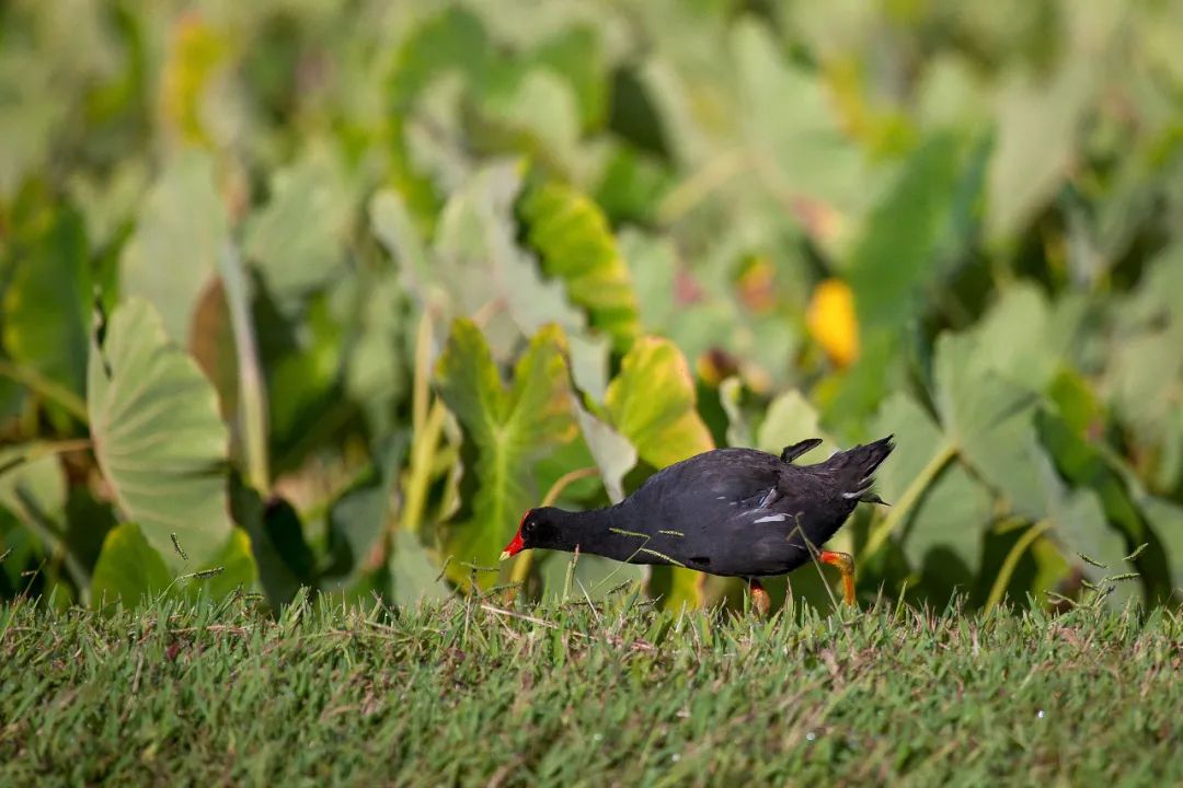 birdWatching