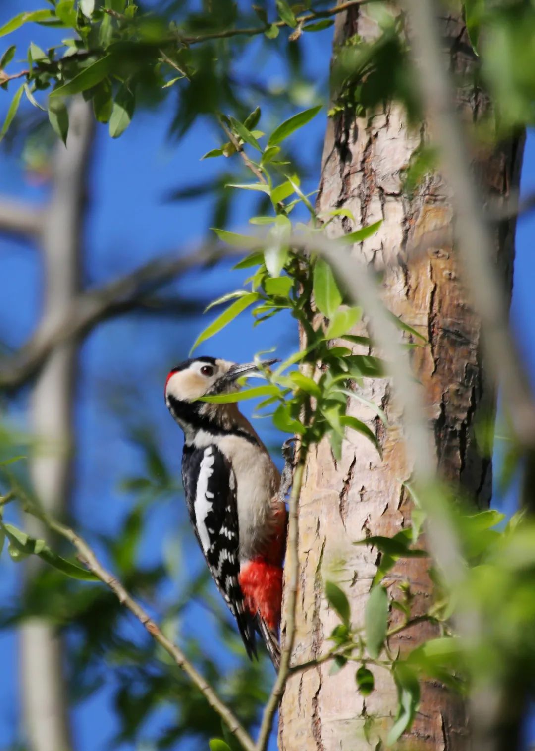 birdWatching
