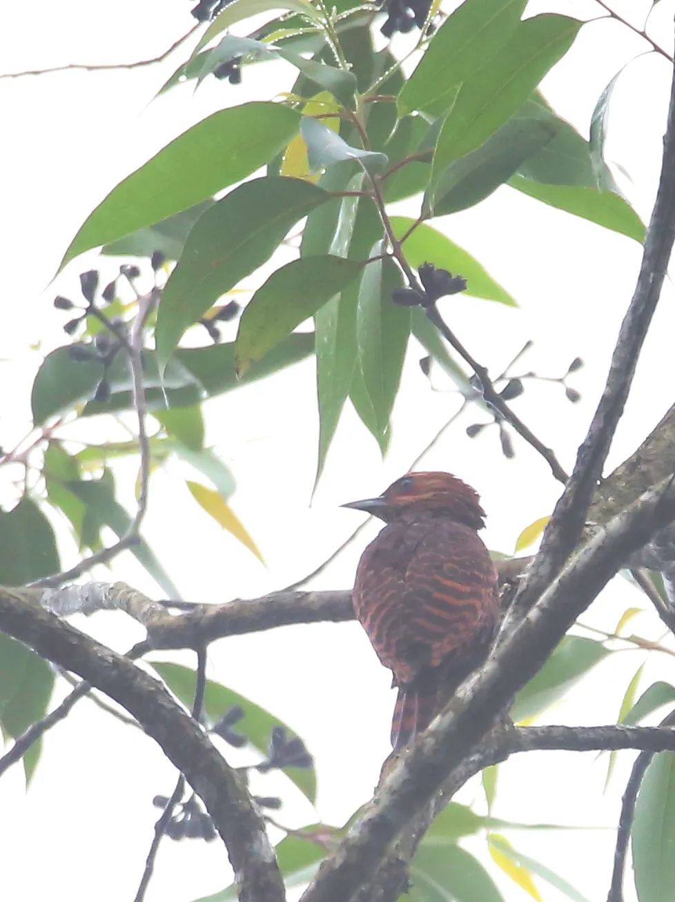 birdWatching