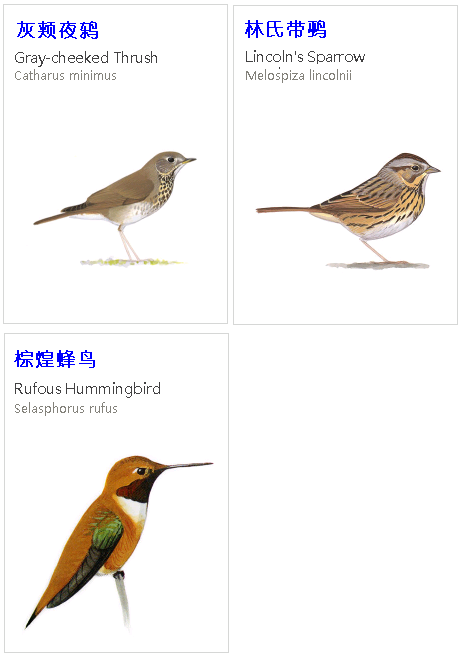 birdWatching