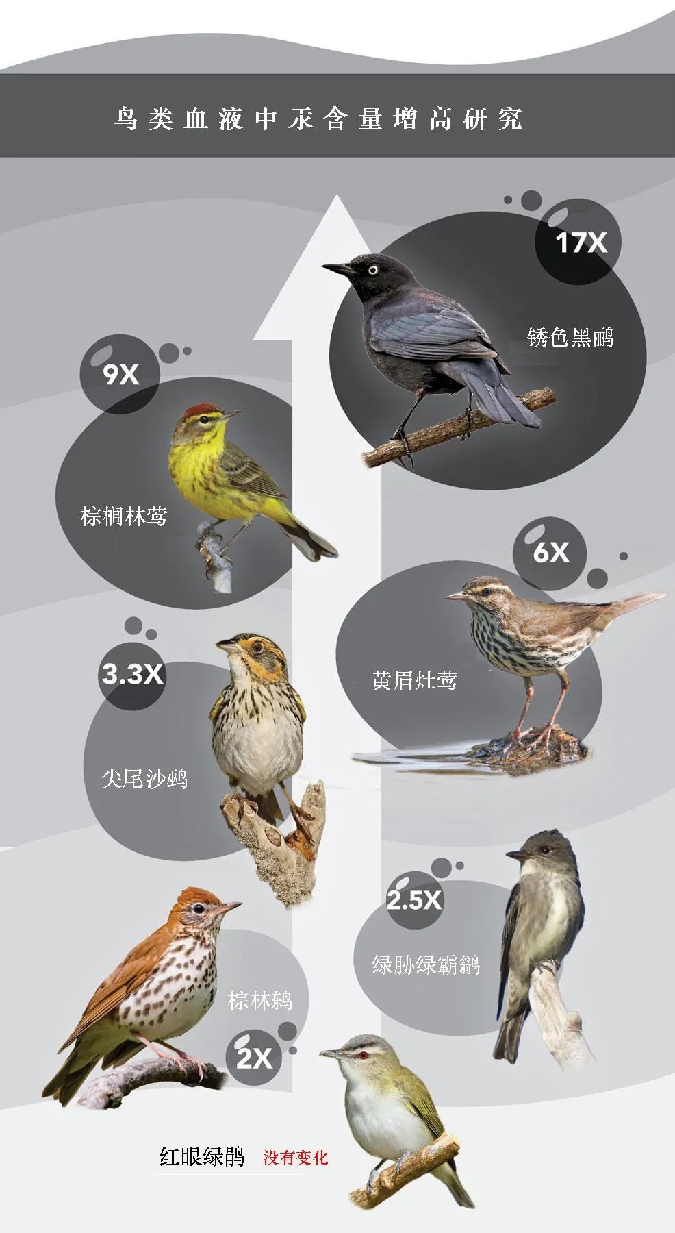 birdWatching