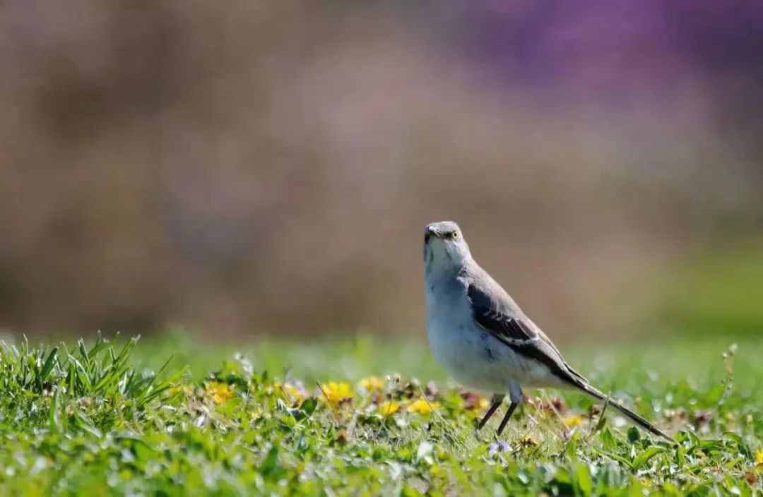 birdWatching