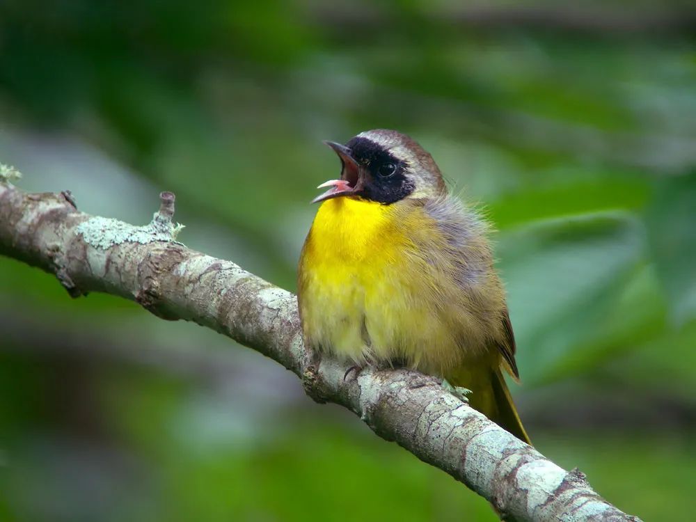 birdWatching