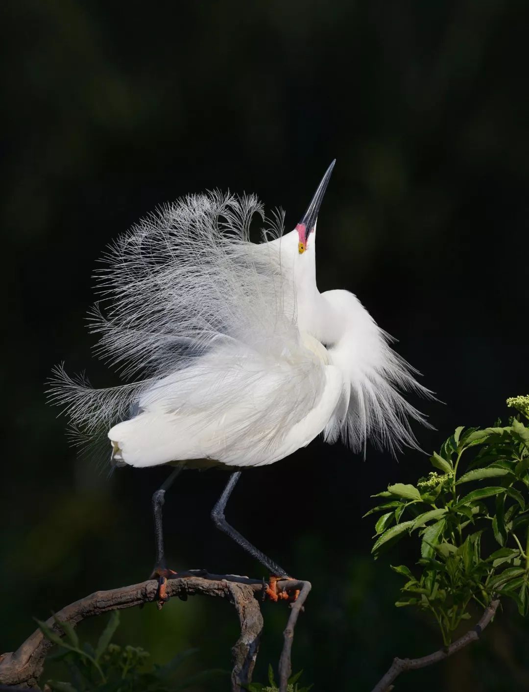 birdWatching