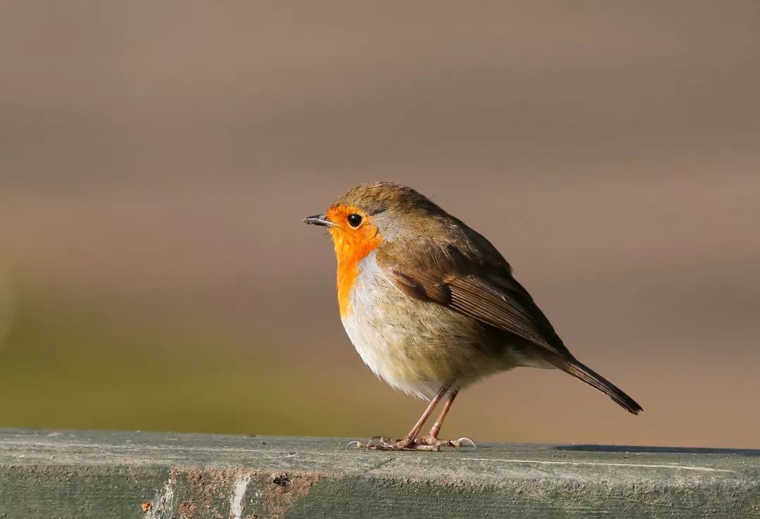 birdWatching