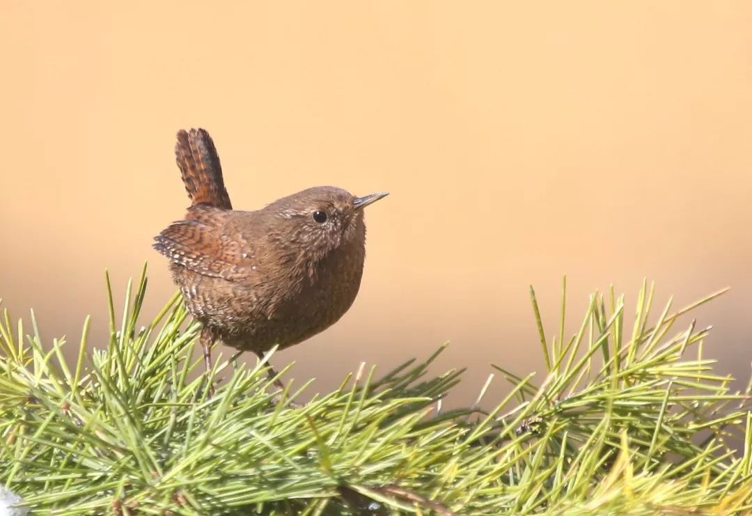 birdWatching