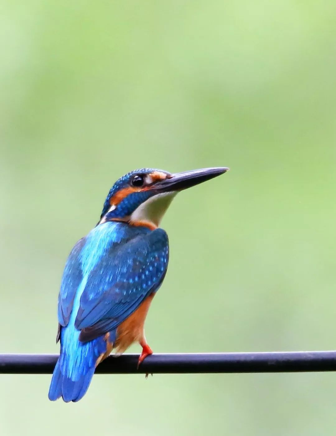 birdWatching