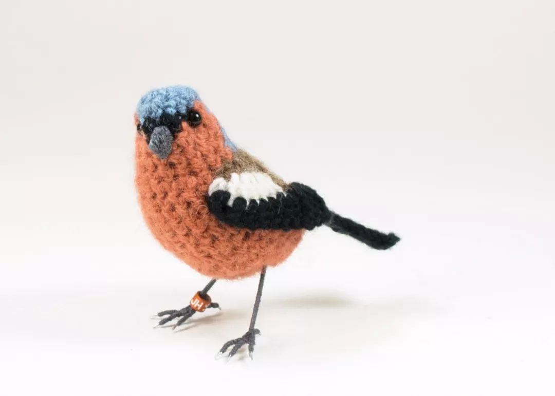 birdWatching