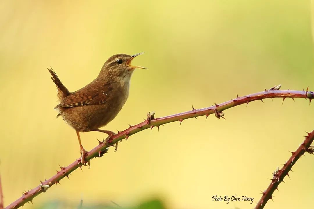 birdWatching