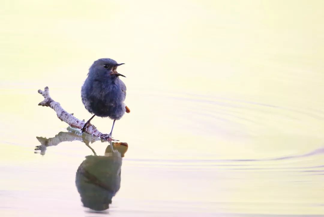 birdWatching
