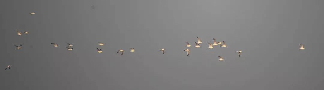 birdWatching