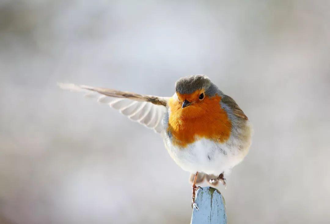 birdWatching