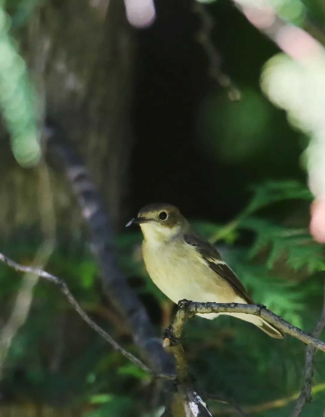 birdWatching