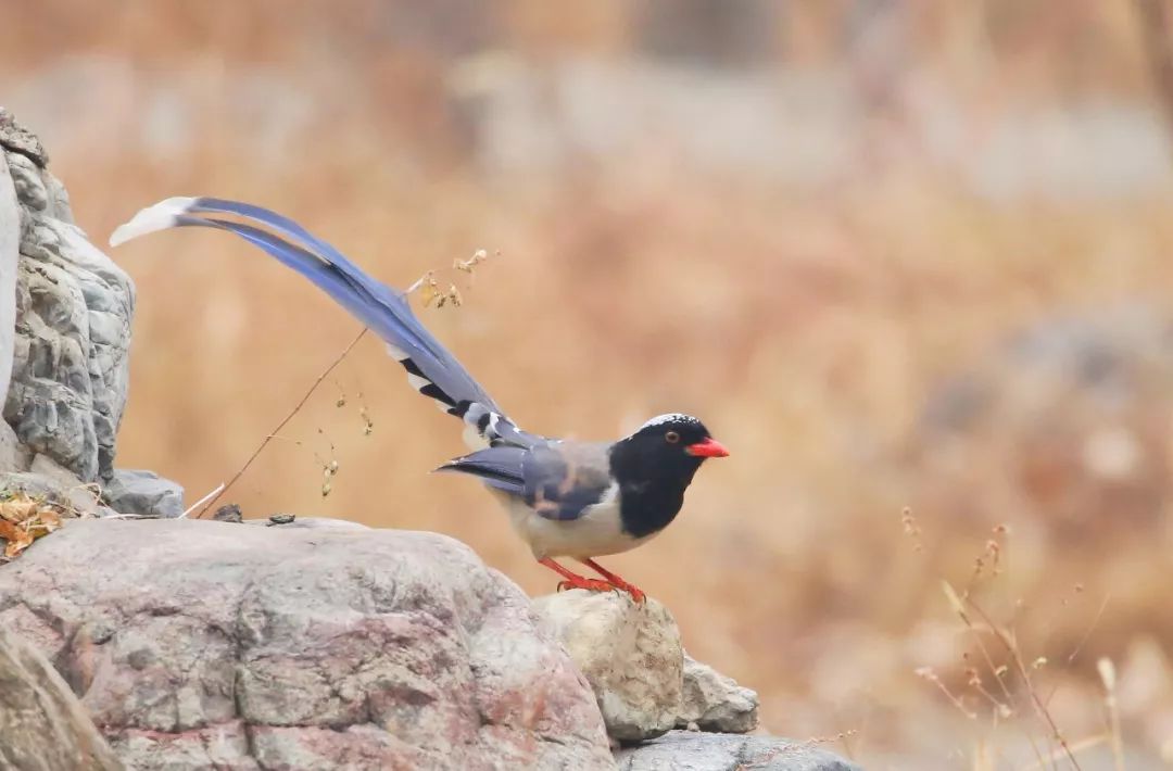 birdWatching