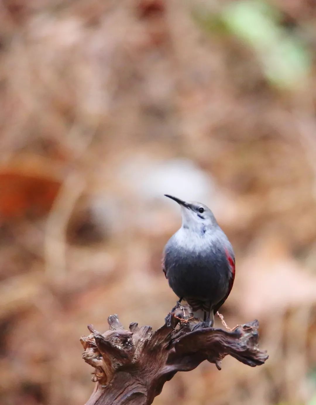 birdWatching