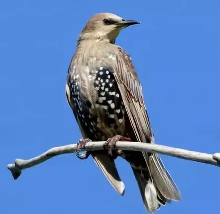 birdWatching