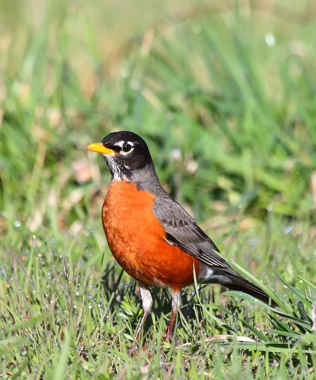 birdWatching