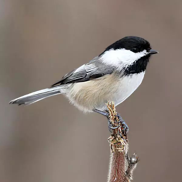 birdWatching