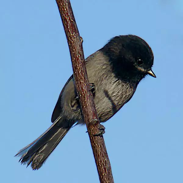 birdWatching