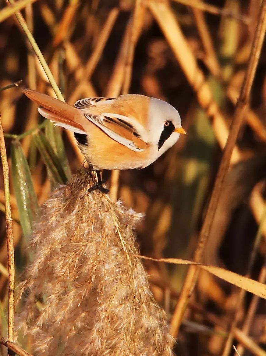 birdWatching