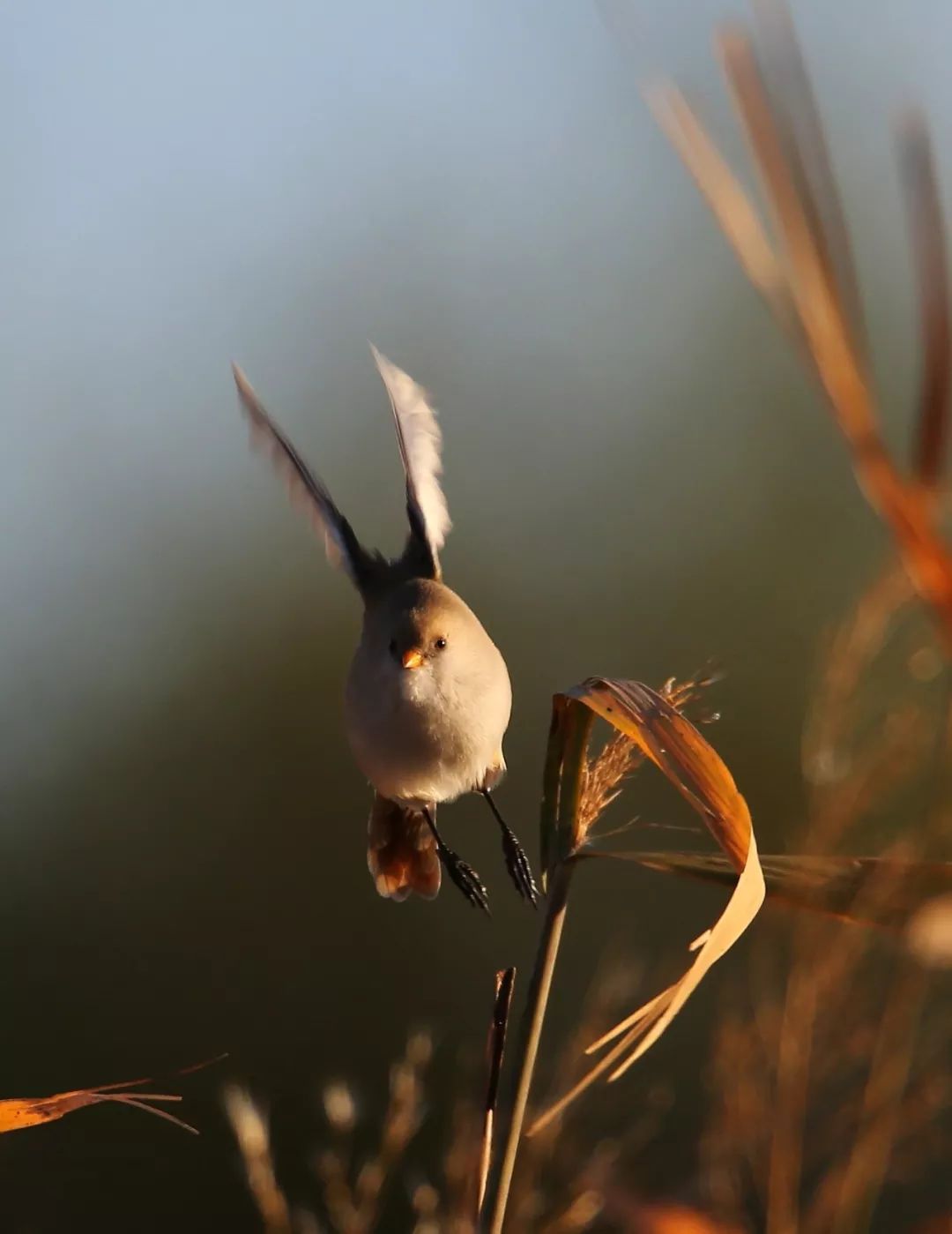 birdWatching