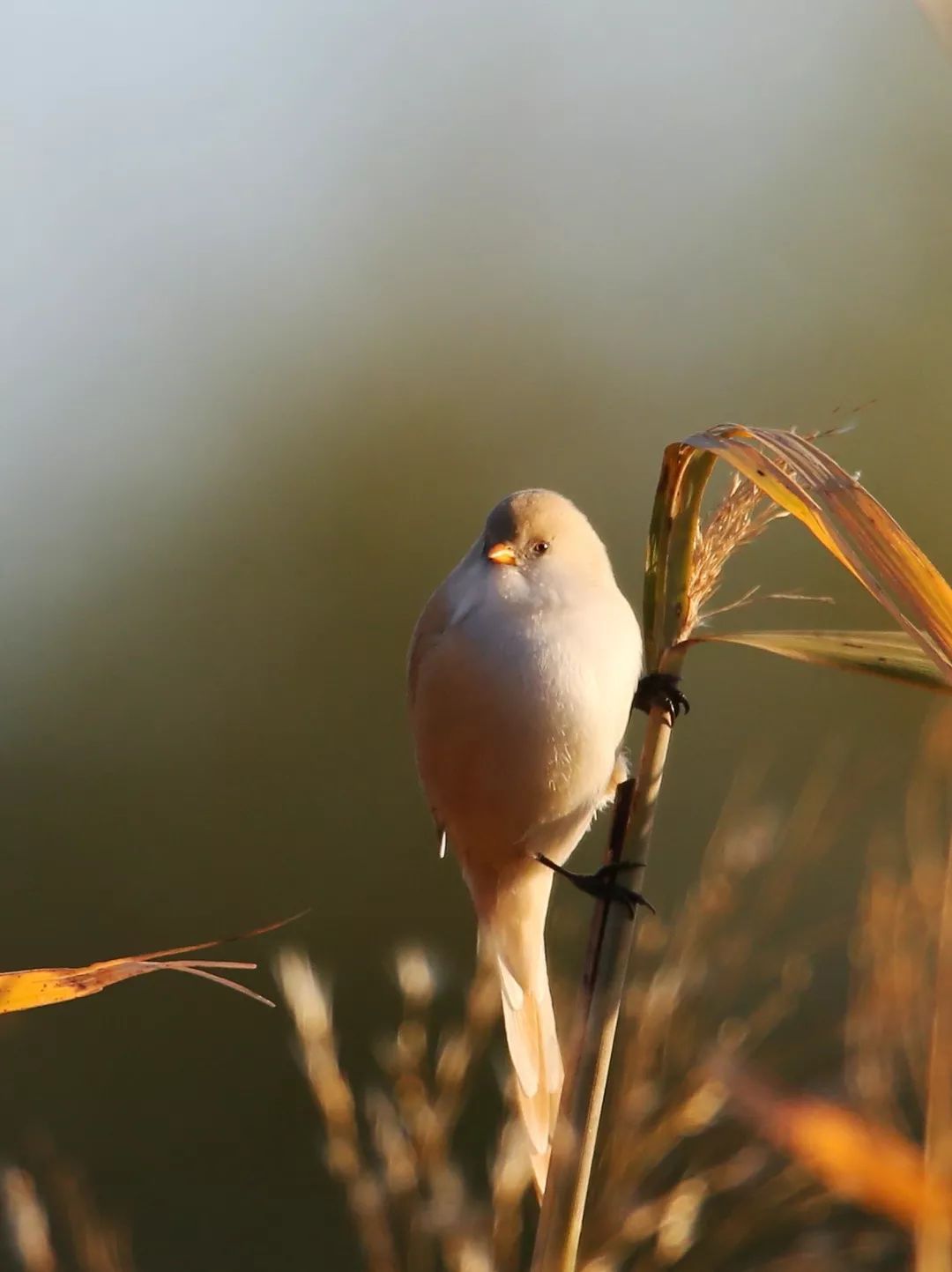 birdWatching