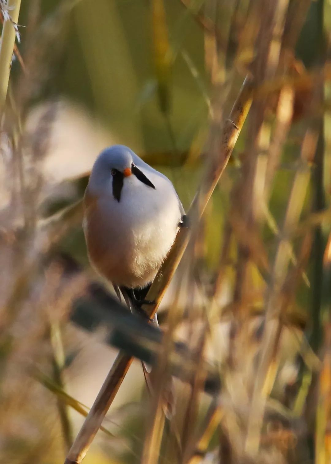 birdWatching