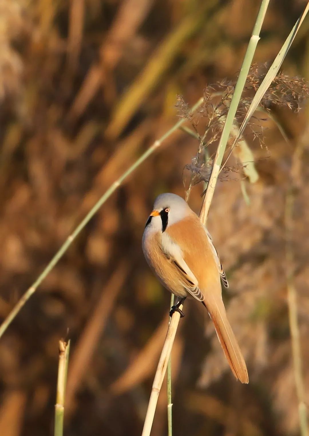birdWatching