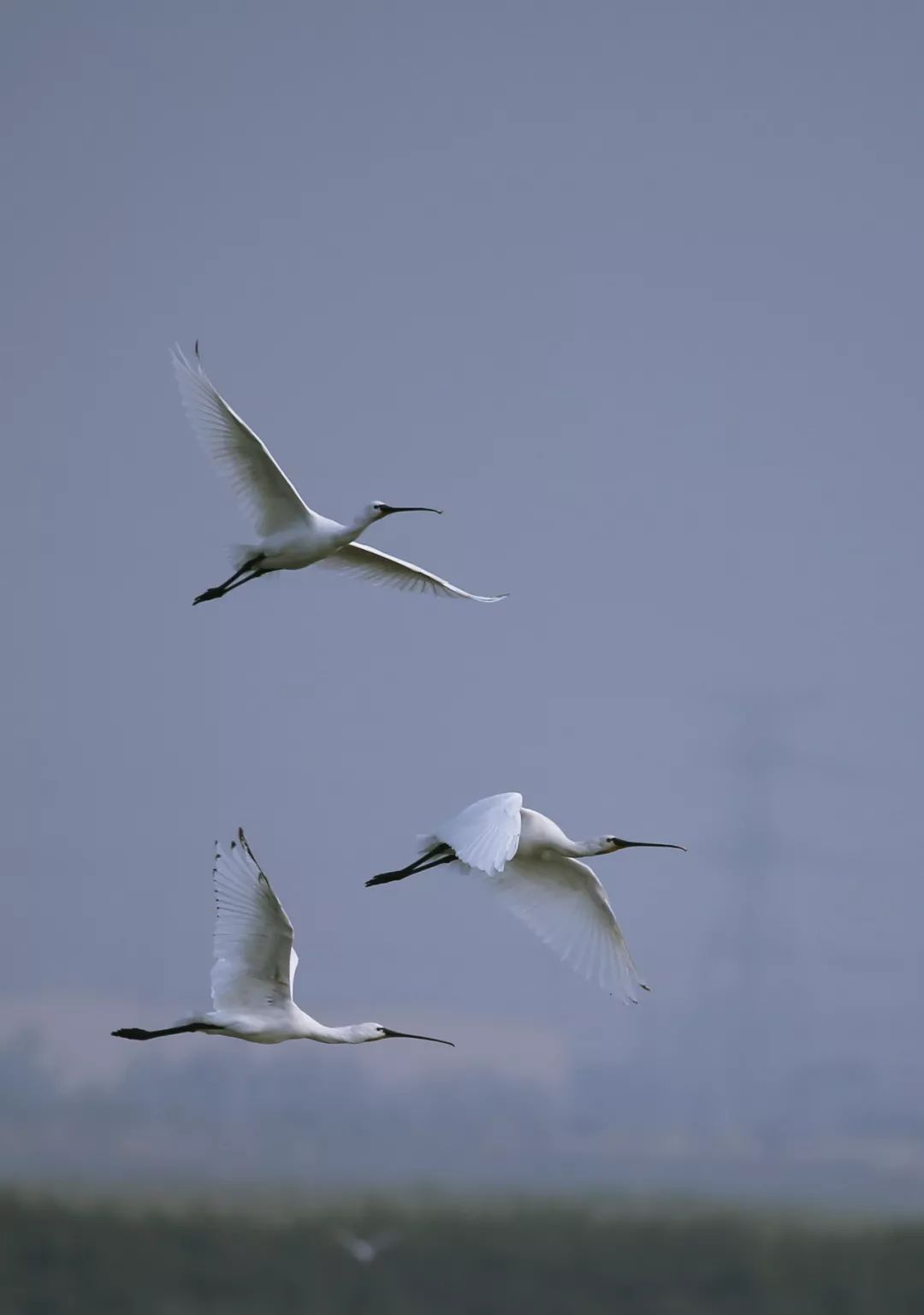 birdWatching