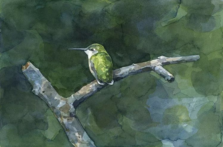 birdWatching