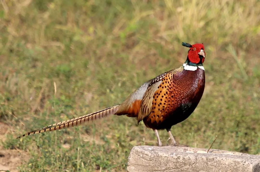 birdWatching