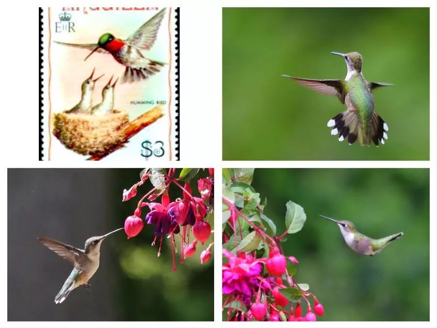 birdWatching