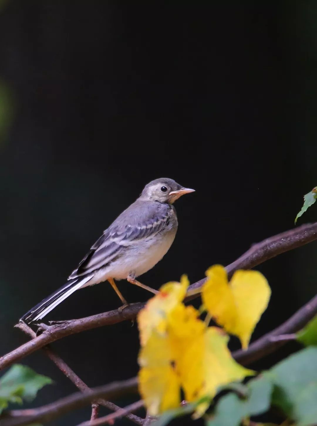 birdWatching