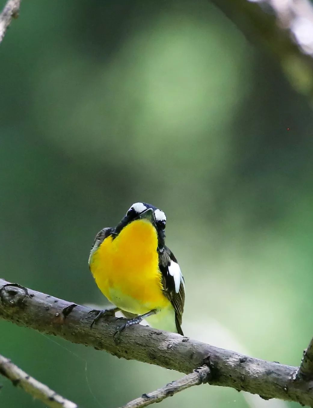 birdWatching