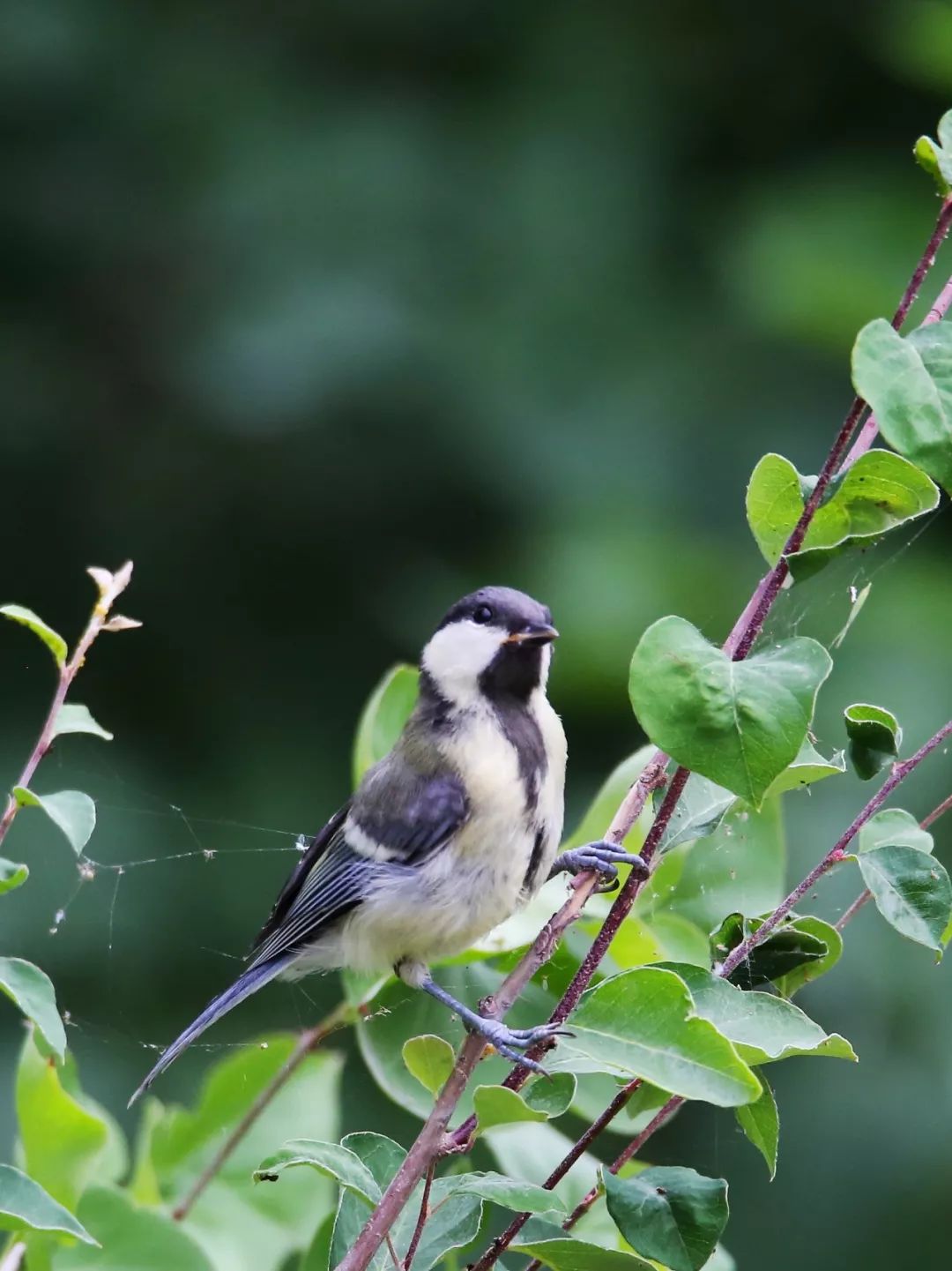 birdWatching