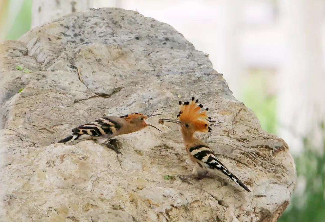 birdWatching